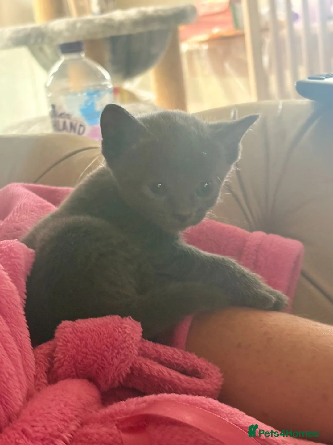 Mixed Breed cats for sale: Gorgeous litter almost ready to go. - Advert 10