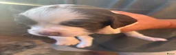 English Springer Spaniel dogs for sale: Miggers pups  - Advert 8