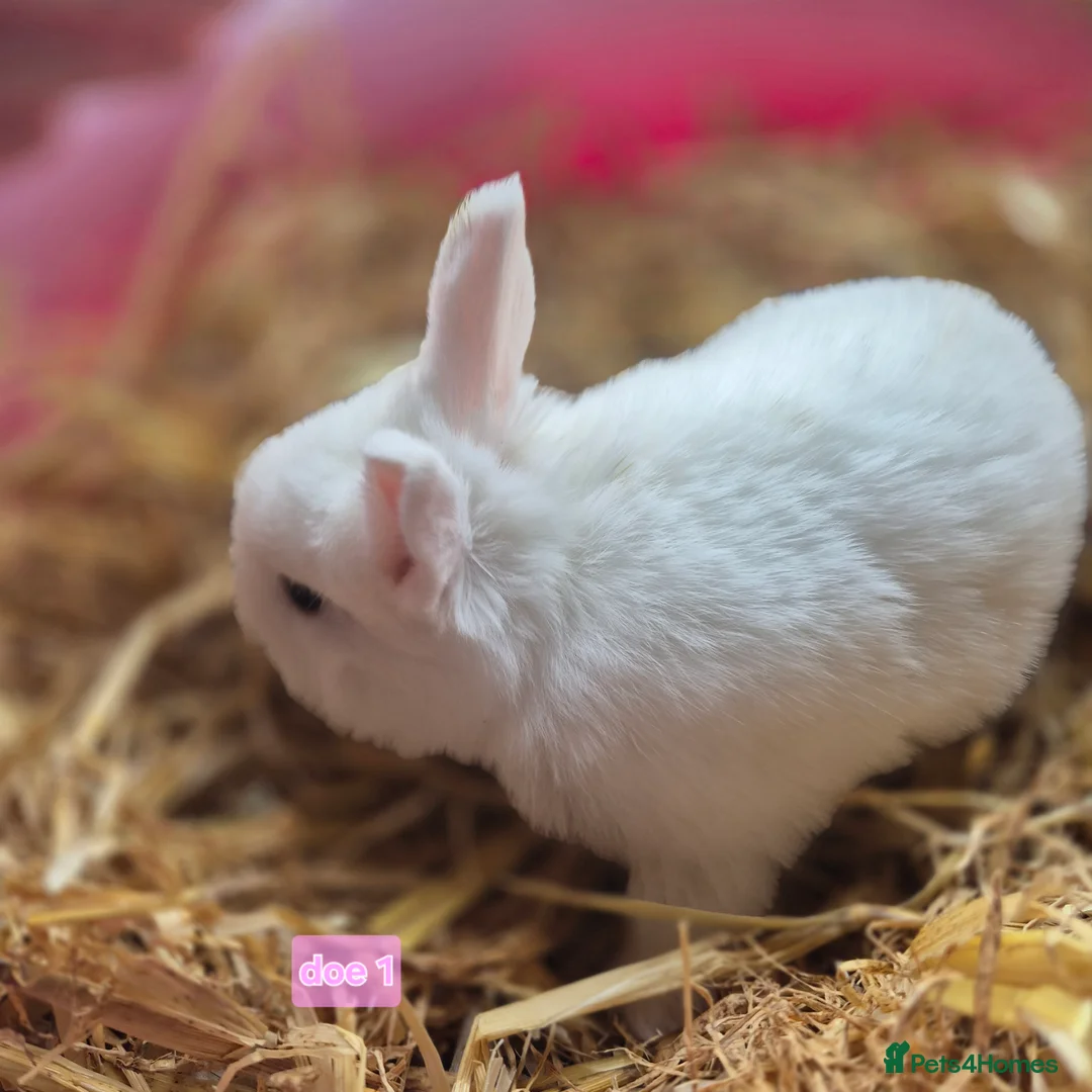 Mini Lop rabbits for sale: Beautiful mini lop x Rhinelander kits ready April - Advert 12