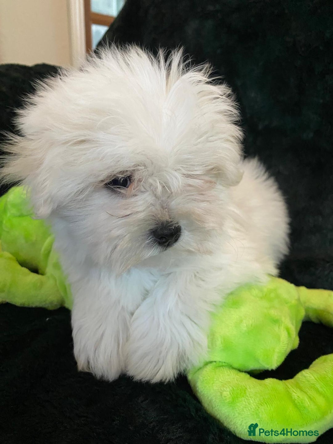 Maltese dogs for sale: Maltese puppies for sale  - Advert 7