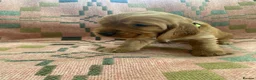 Cocker Spaniel dogs for sale: KC/ Healthtested parents. Showtype cockerspaniel🌸 - Advert 9