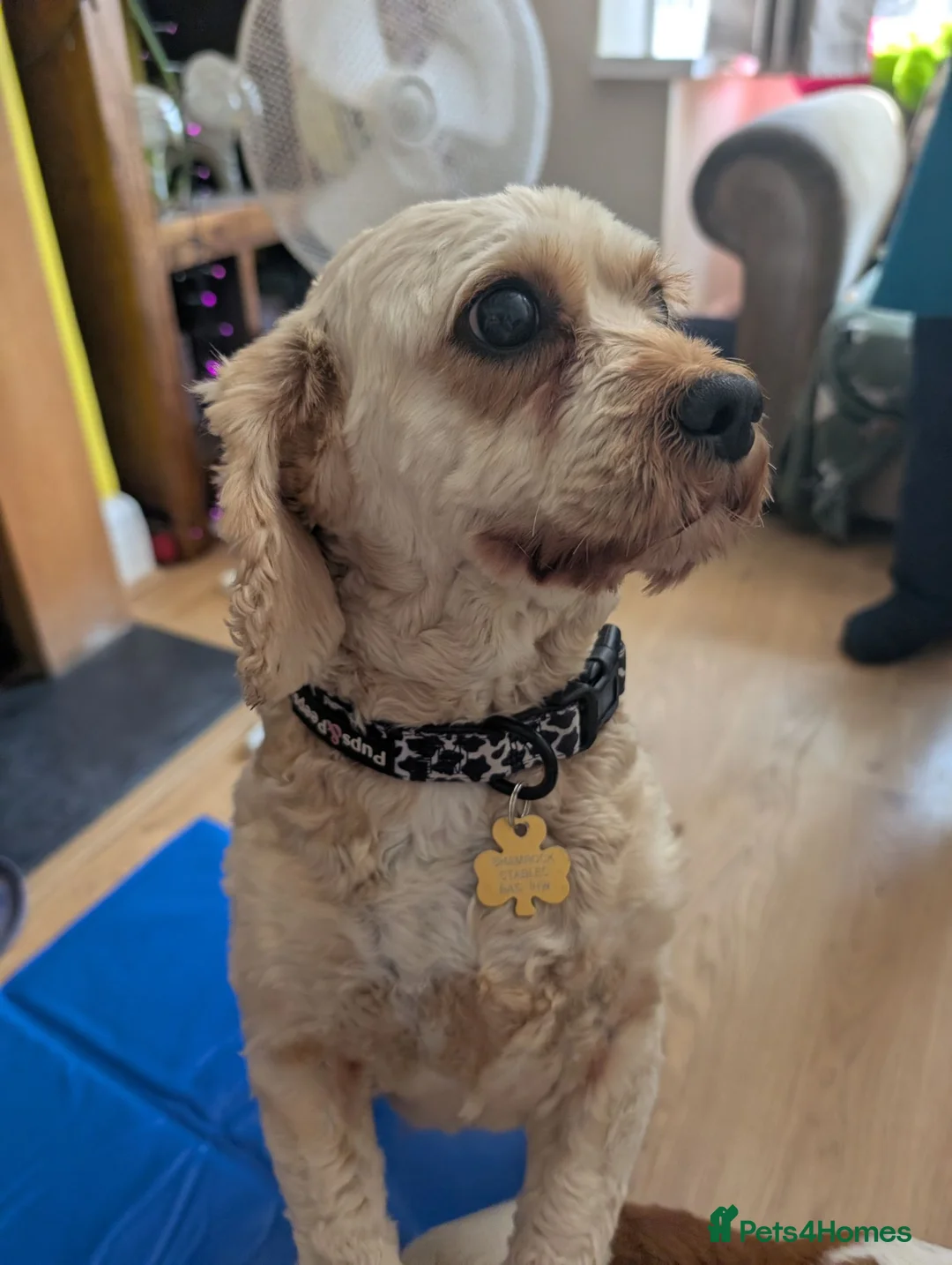 Cavapoo dogs for adoption: Pearl - Cavapoo for adoption in Weston-super-Mare - Advert 1