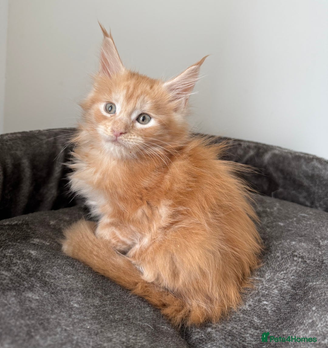 Maine Coon cats for sale: Last boy left💙 Photo update . - Image 9