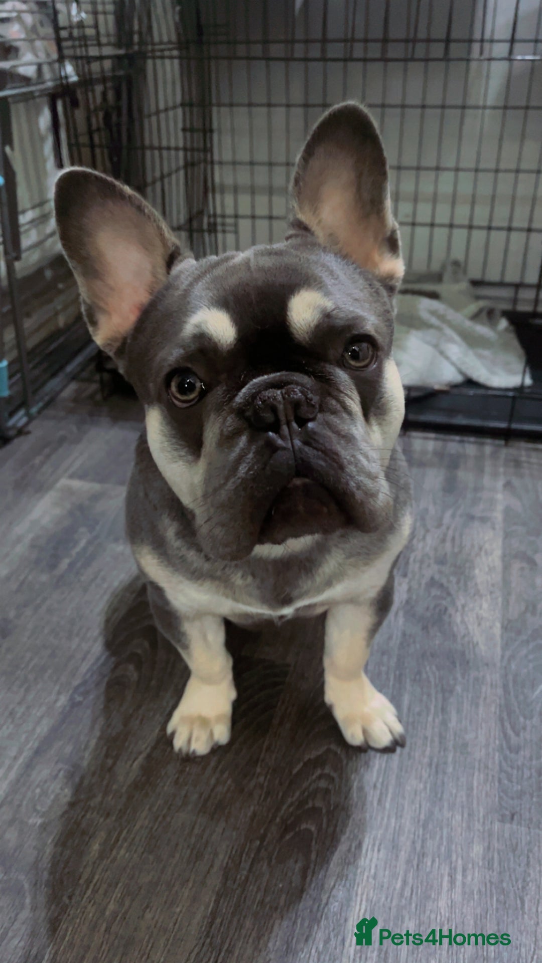 French Bulldog dogs for sale: 1 year old FRENCH BULLDOG FOR SALE - Advert 3