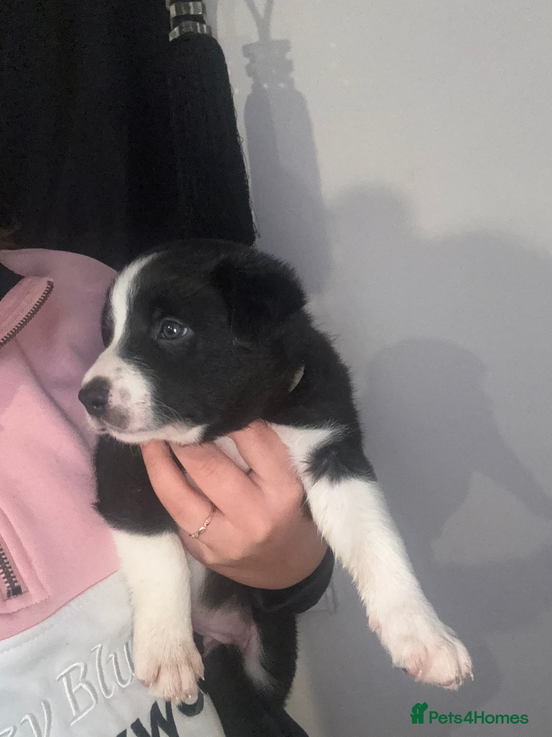 Border Collie dogs for sale: 3 male border collie pups available  - Image 6