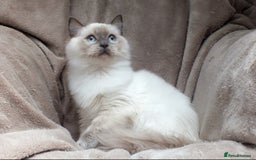 Ragdoll cats for sale: GCCF REG PET KITTENS CHAMPION IMPORT BLOODLINES - Image 23