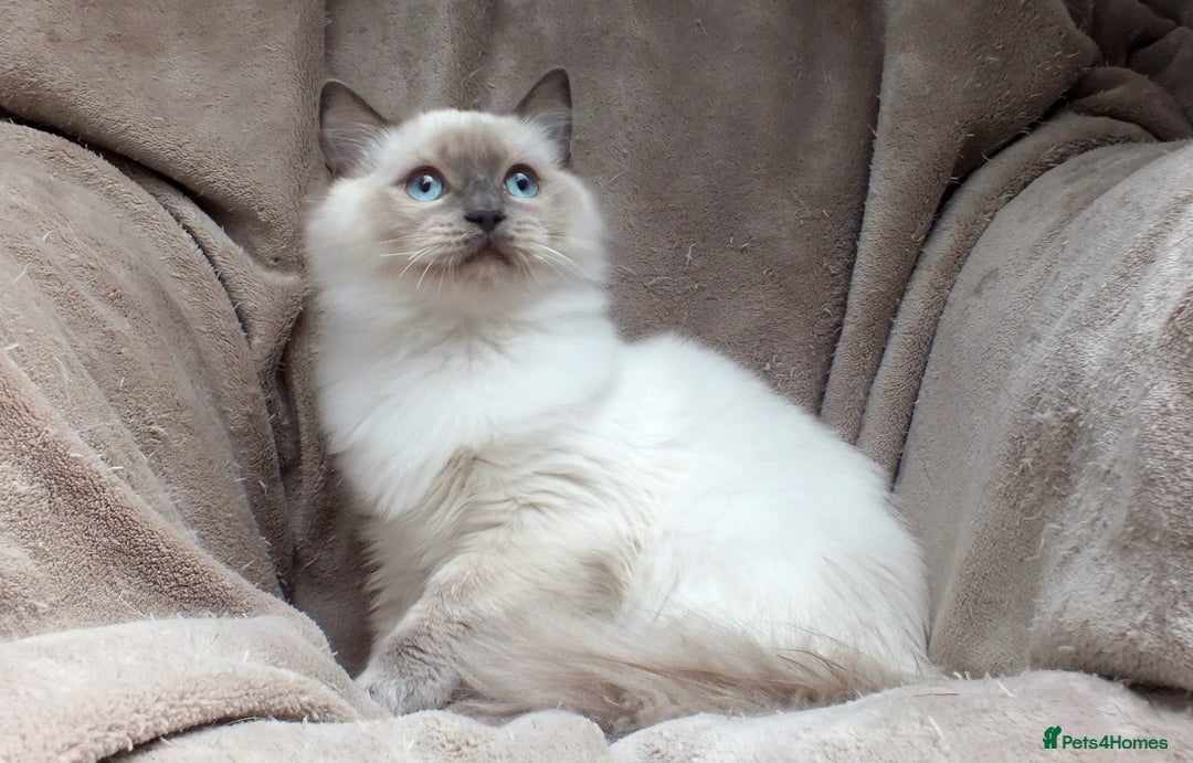 Ragdoll cats for sale: GCCF REG PET KITTENS CHAMPION IMPORT BLOODLINES - Image 23