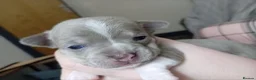 Chihuahua dogs for sale: Stunning Chihuahua puppies Blue lilac Chocolate  - Advert 29