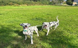 Dalmatian dogs for sale: Beautiful Happy Neutered Boy  - Image 7