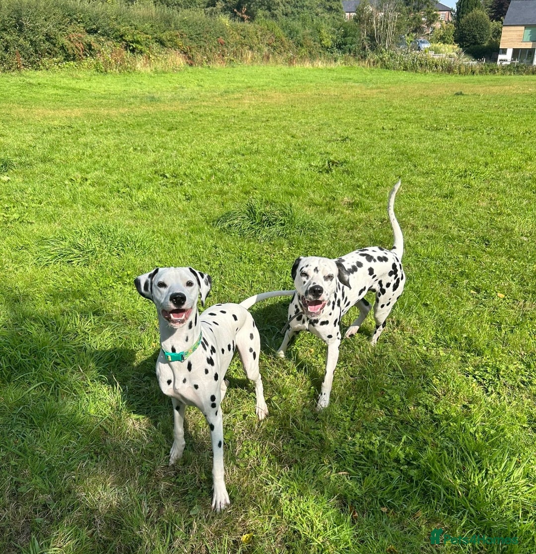 Dalmatian dogs for sale: Beautiful Happy Neutered Boy  - Image 7