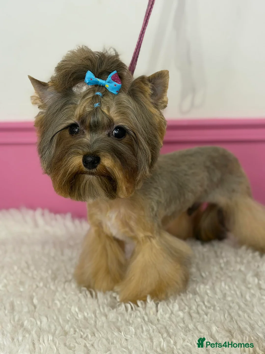 Yorkshire Terrier dogs for sale: Mini Yorkshire terrier boy - Advert 1