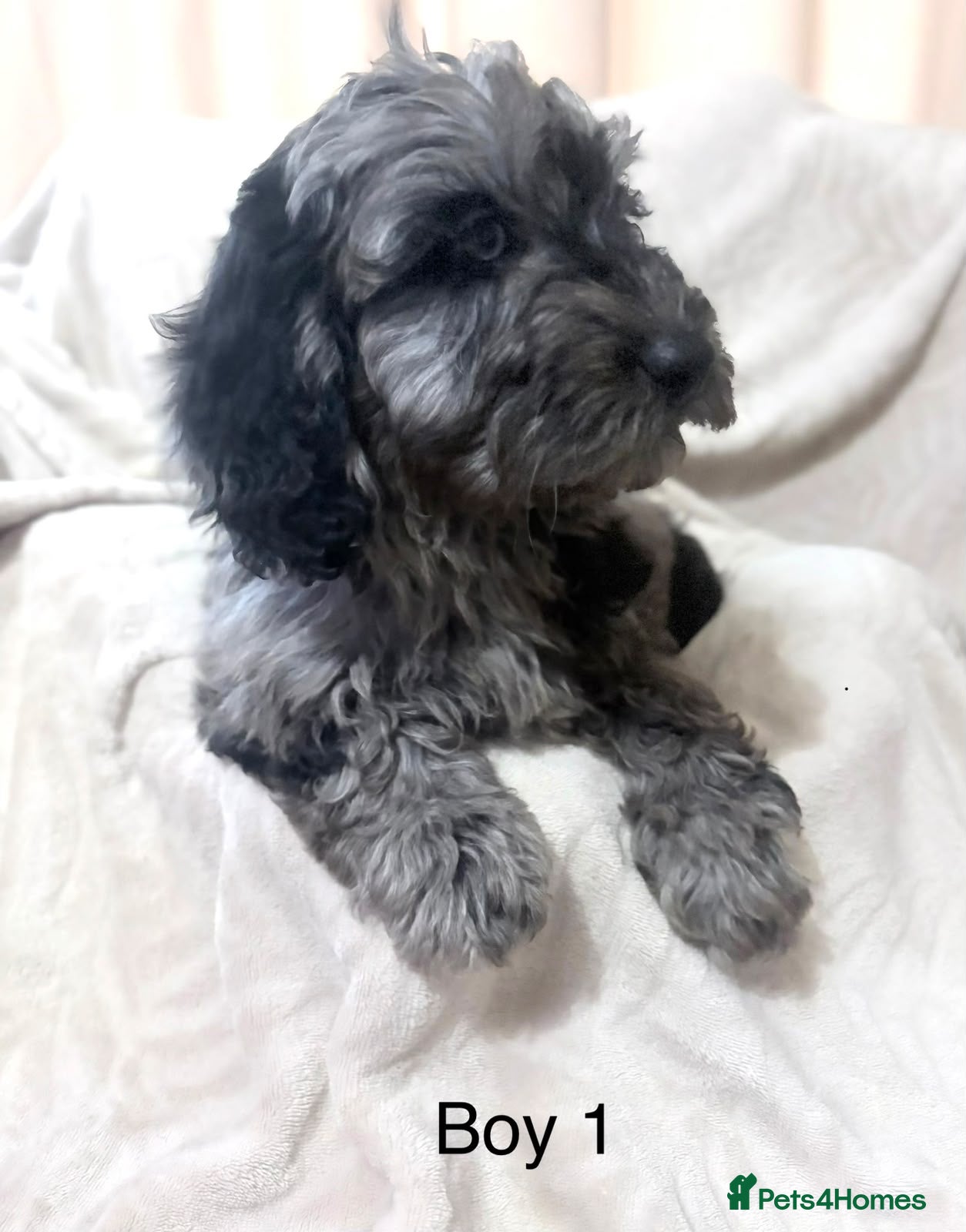 Cockapoo dogs for sale: 5 beautiful cockapoo puppies  - Advert 2