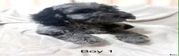 Cockapoo dogs for sale: 5 beautiful cockapoo puppies  - Advert 2