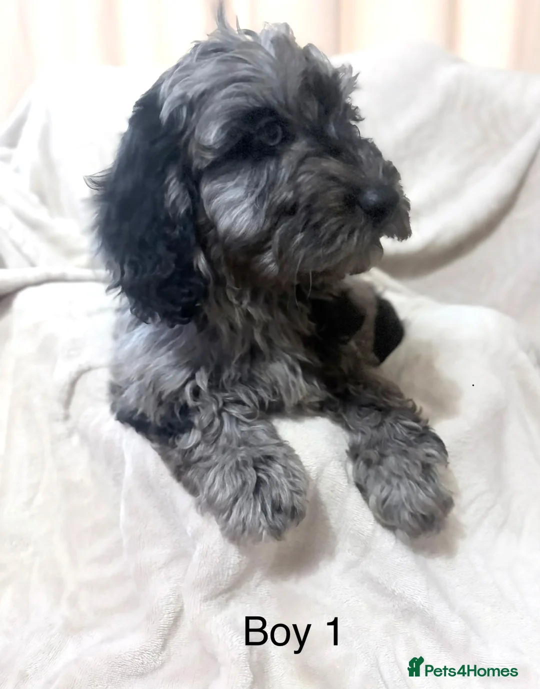 Cockapoo dogs for sale: 5 beautiful cockapoo puppies  - Advert 2