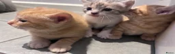 Mixed Breed cats for sale: Beautiful mixed litter for sale  - Advert 9