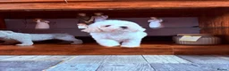 Maltipoo dogs for sale: F1B fully vaccinated maltipoo puppies - Advert 4