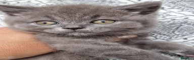 British Shorthair 3