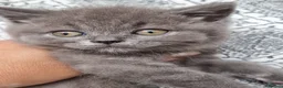 British Shorthair cats for sale: Amazing British Shorhair kittens for sale!!! - Advert 4