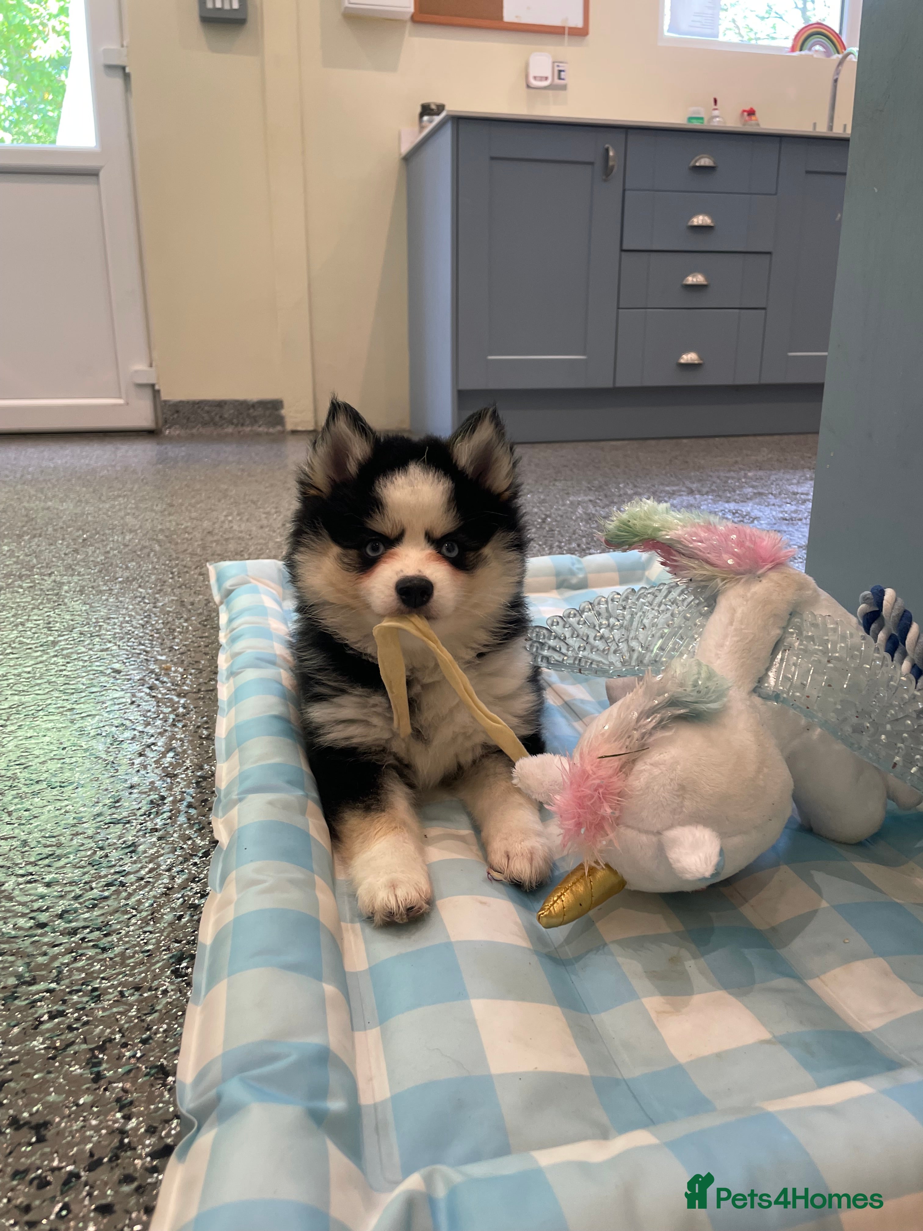 Pomsky dogs F4 Genuine Pomskies from health tested parents - Advert 2
