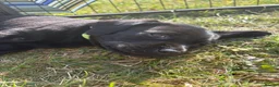 Labrador Retriever dogs for sale: 1 black male labrador puppy - Advert 7