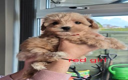 Maltipoo dogs for sale: F1 Maltipoo puppies 🐶 Just 2 girls remaining  - Advert 34