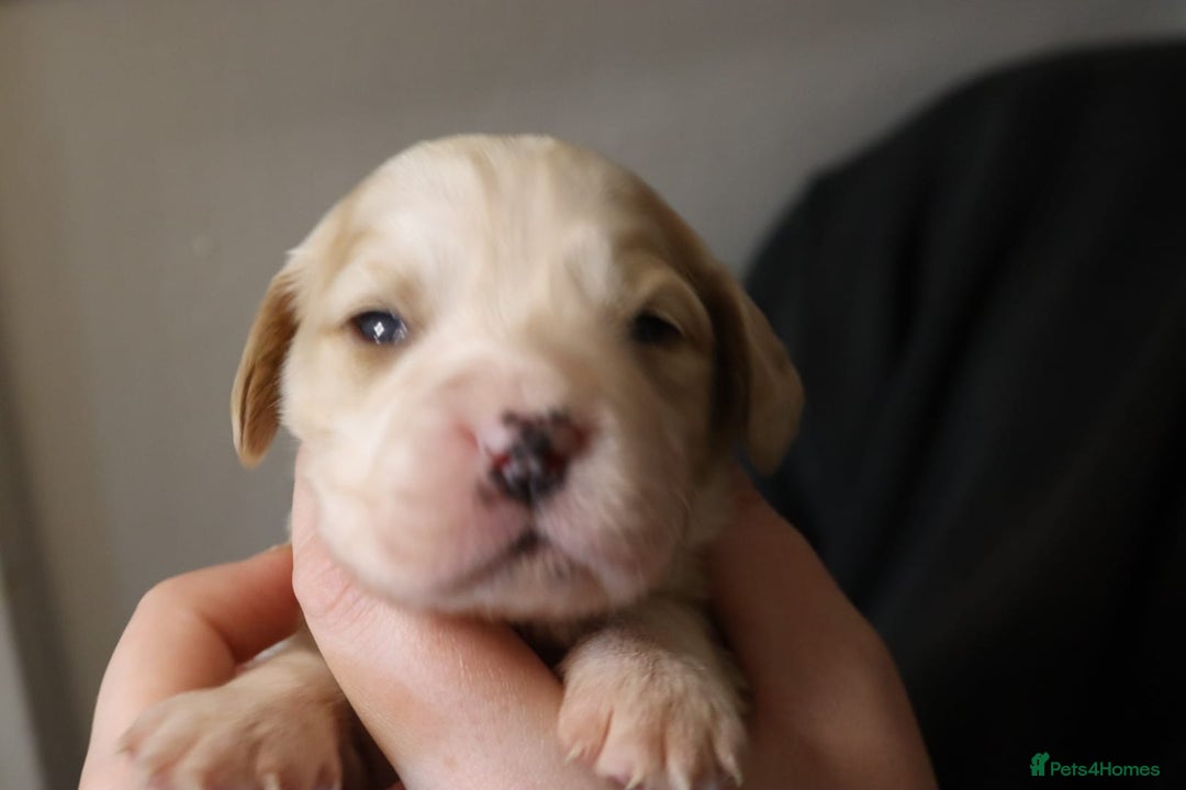 Sprocker dogs for sale: Sprocker x Cocker puppies for sale - Advert 6