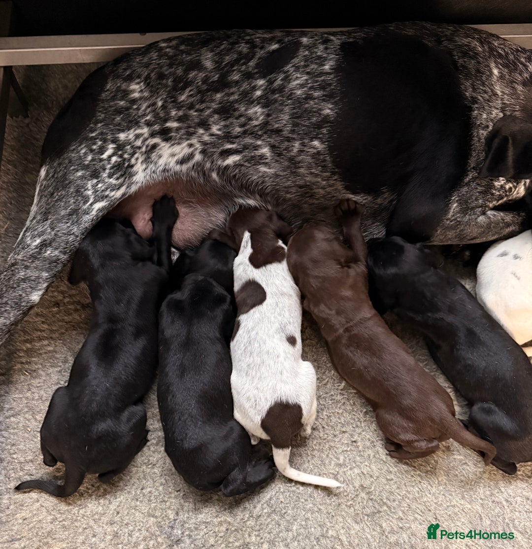German Shorthaired Pointer dogs for sale: KC GSP Pups Health Tested Parents - Advert 18