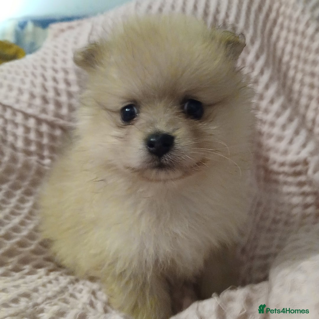 Pomeranian dogs for sale: KC Pomeranian puppies  - Advert 2