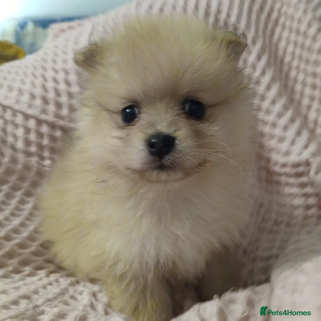 Pomeranian dogs for sale: KC Pomeranian puppies  - Advert 2