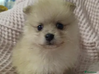 Pomeranian dogs KC Pomeranian puppies - Advert 8