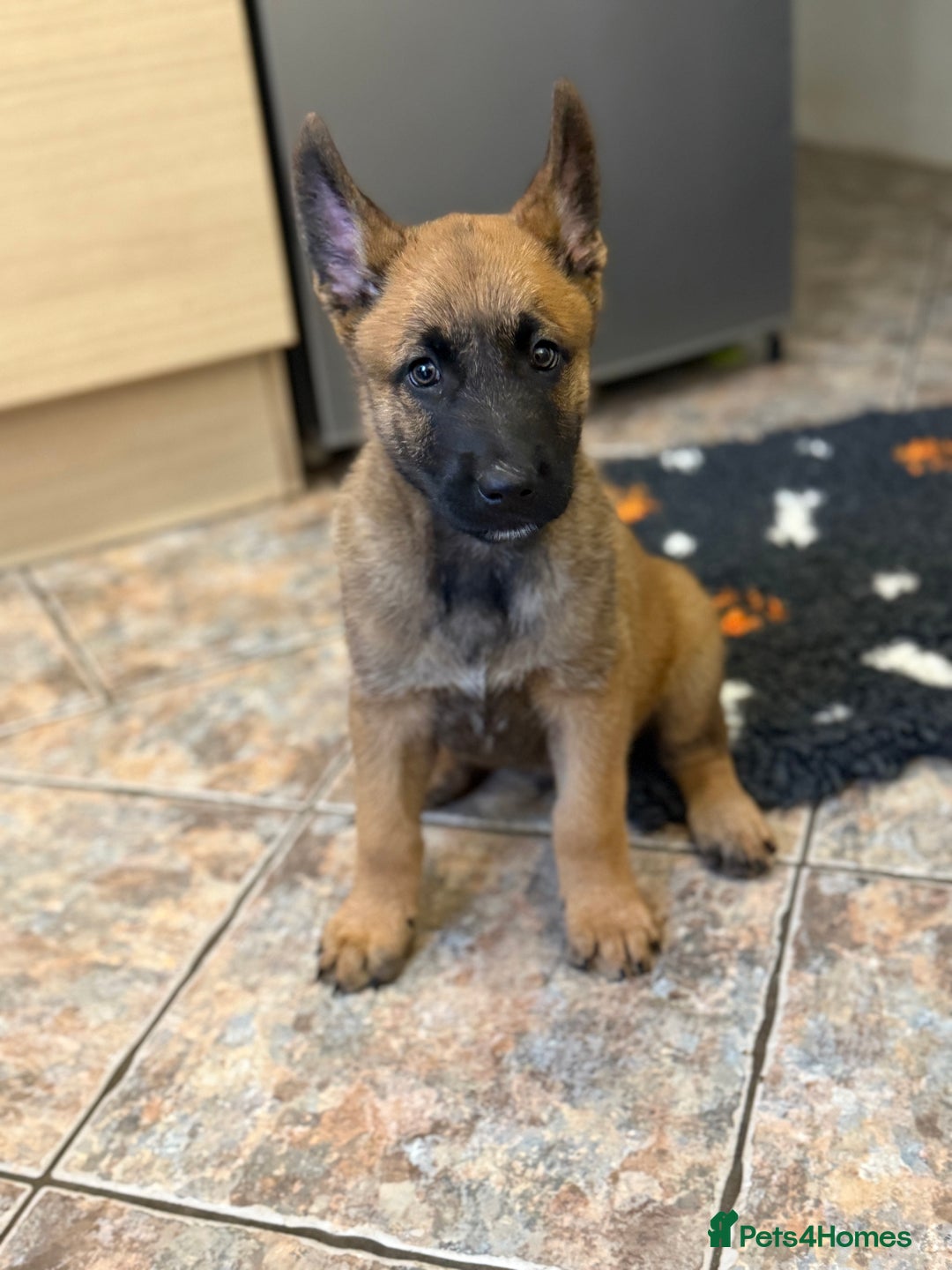 Belgian Shepherd Dog dogs for sale: Chunky Boy Top working lines  - Image 4