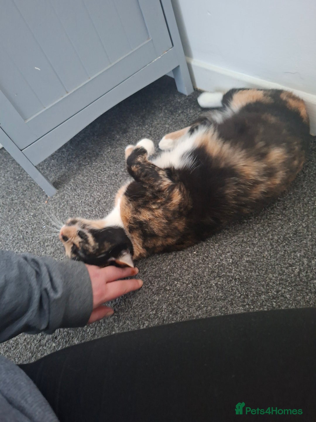 Domestic Shorthair cats for sale: Male and female - Advert 14