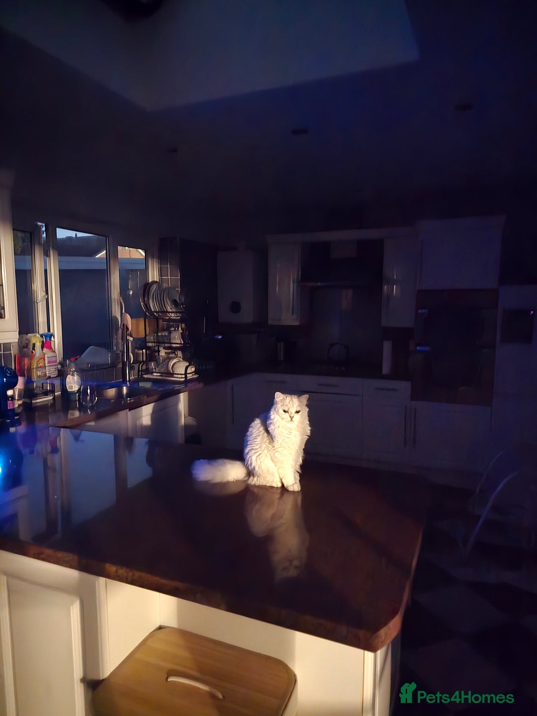 Scottish Fold cats for sale: Scottish Fold Pair - Advert 5