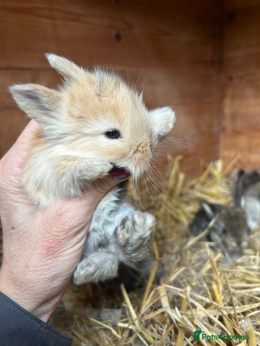Mini Lop rabbits for sale: Beautiful baby mini lop bunnies ready March  - Advert 22