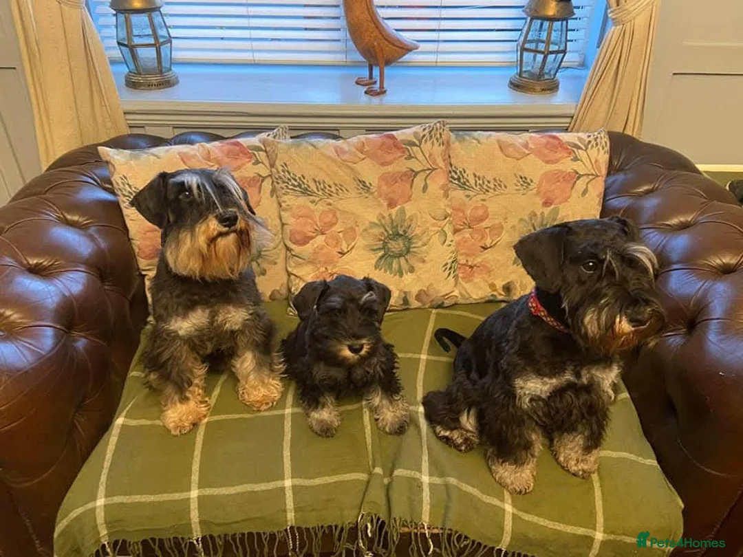Miniature Schnauzer dogs for sale: Beautiful litter of miniature Schnauzer puppies - Advert 2