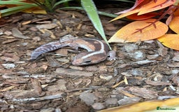 Gecko reptiles for sale: Fat Tail Gecko and Enclosure - Image 3