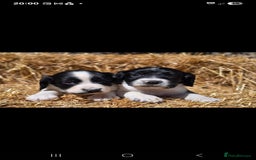 English Springer Spaniel dogs for sale: 2 male english springer pups - Image 11