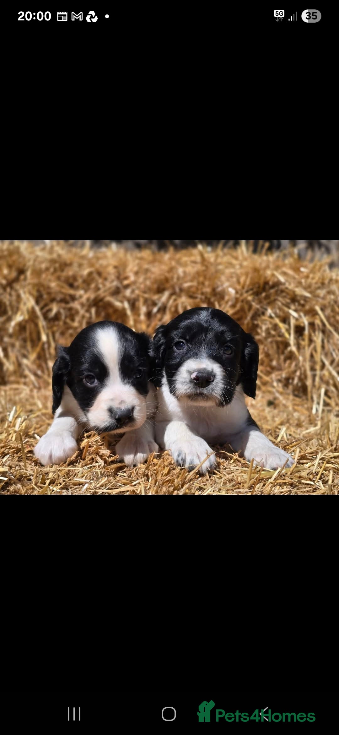 English Springer Spaniel dogs for sale: 2 male english springer pups - Image 11