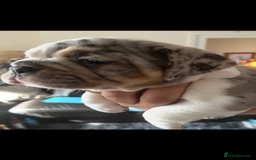 English Bulldog dogs for sale: We have 3 beautiful Bulldog girls  - Image 5