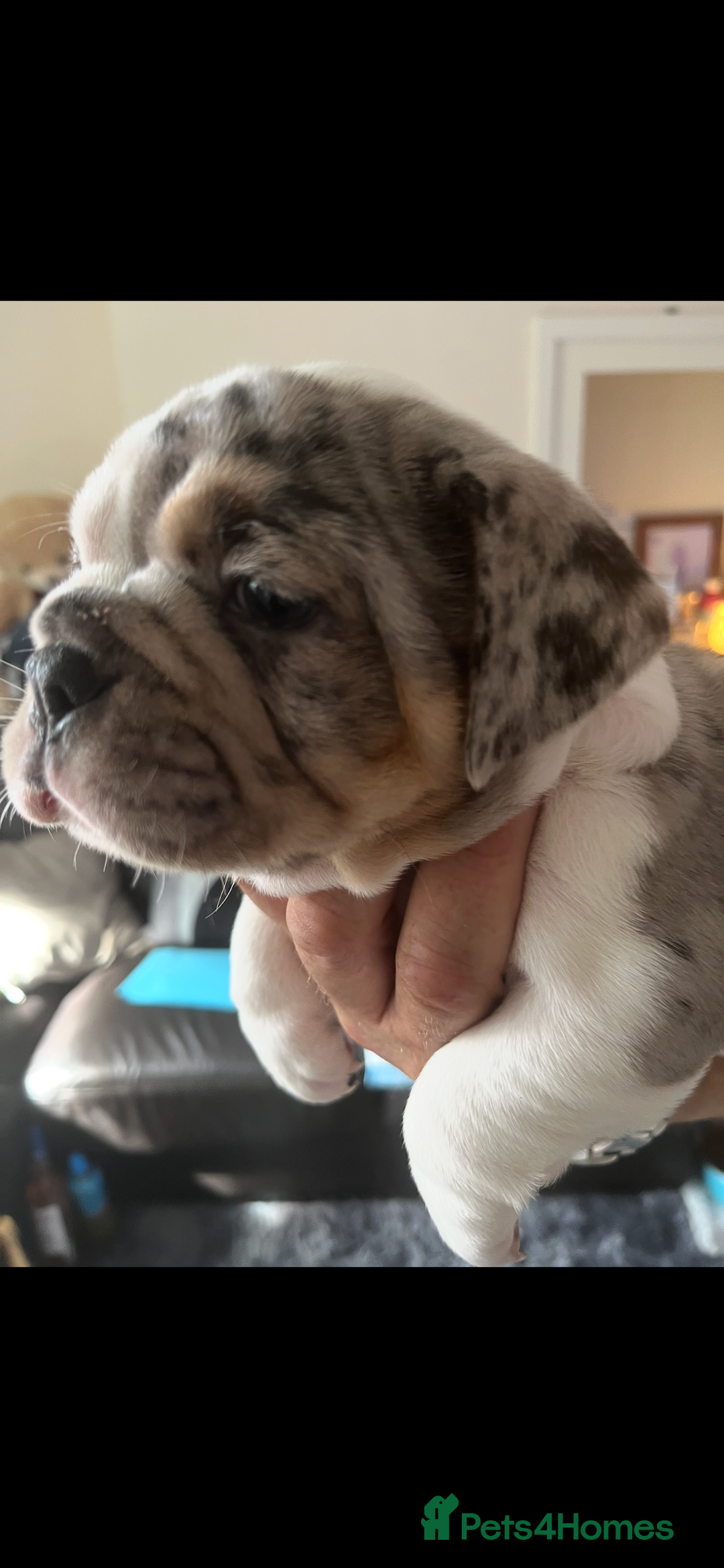 English Bulldog dogs for sale: We have 3 beautiful Bulldog girls  - Image 5