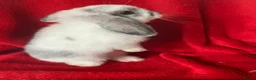 Mini Lop rabbits for sale: Gorgeous Pure Mini Lop Rabbits  - Advert 3