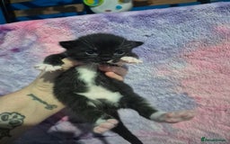 Mixed Breed cats for sale: Gorgeous kittens long and short haired - Image 29