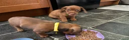 Dachshund dogs for sale: Home-Raised standard Dachshund Puppies - Advert 14