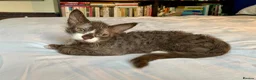 LaPerm cats for sale: Cuddly, curly-coated LaPerm kittens. - Advert 1