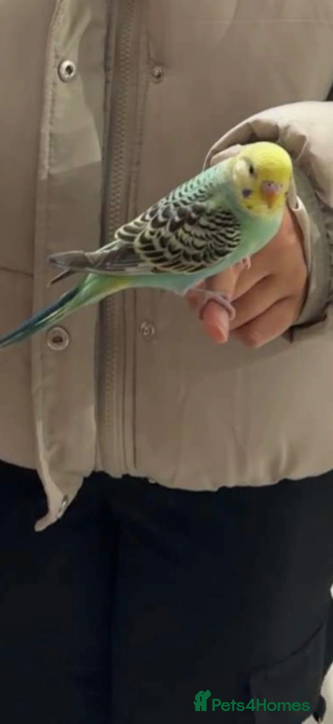 Budgerigars birds for sale: Two Budgies with Cage and Accessories in London - Advert 2