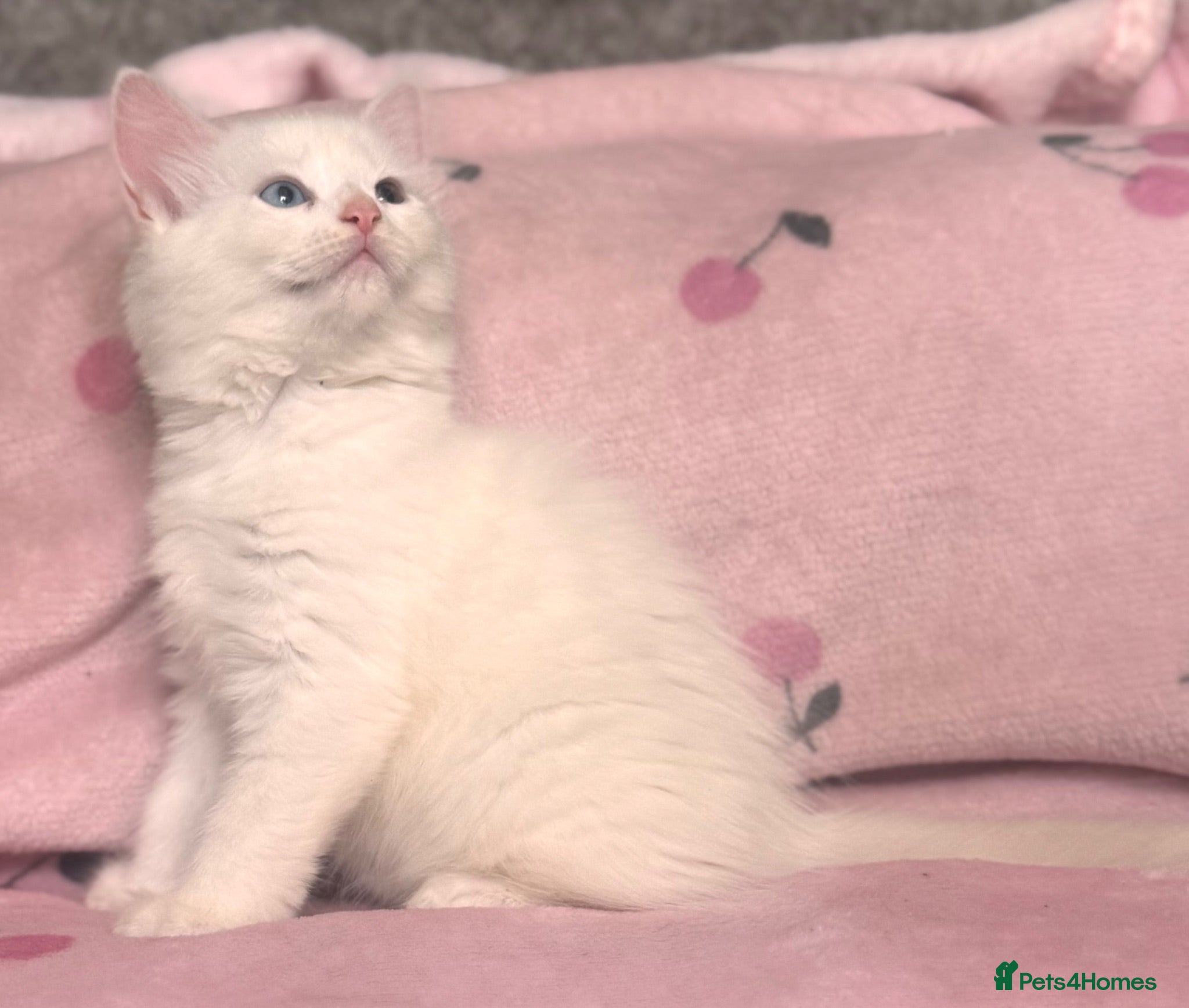 Mixed Breed cats 4 stunning white kittens for sale - Advert 2