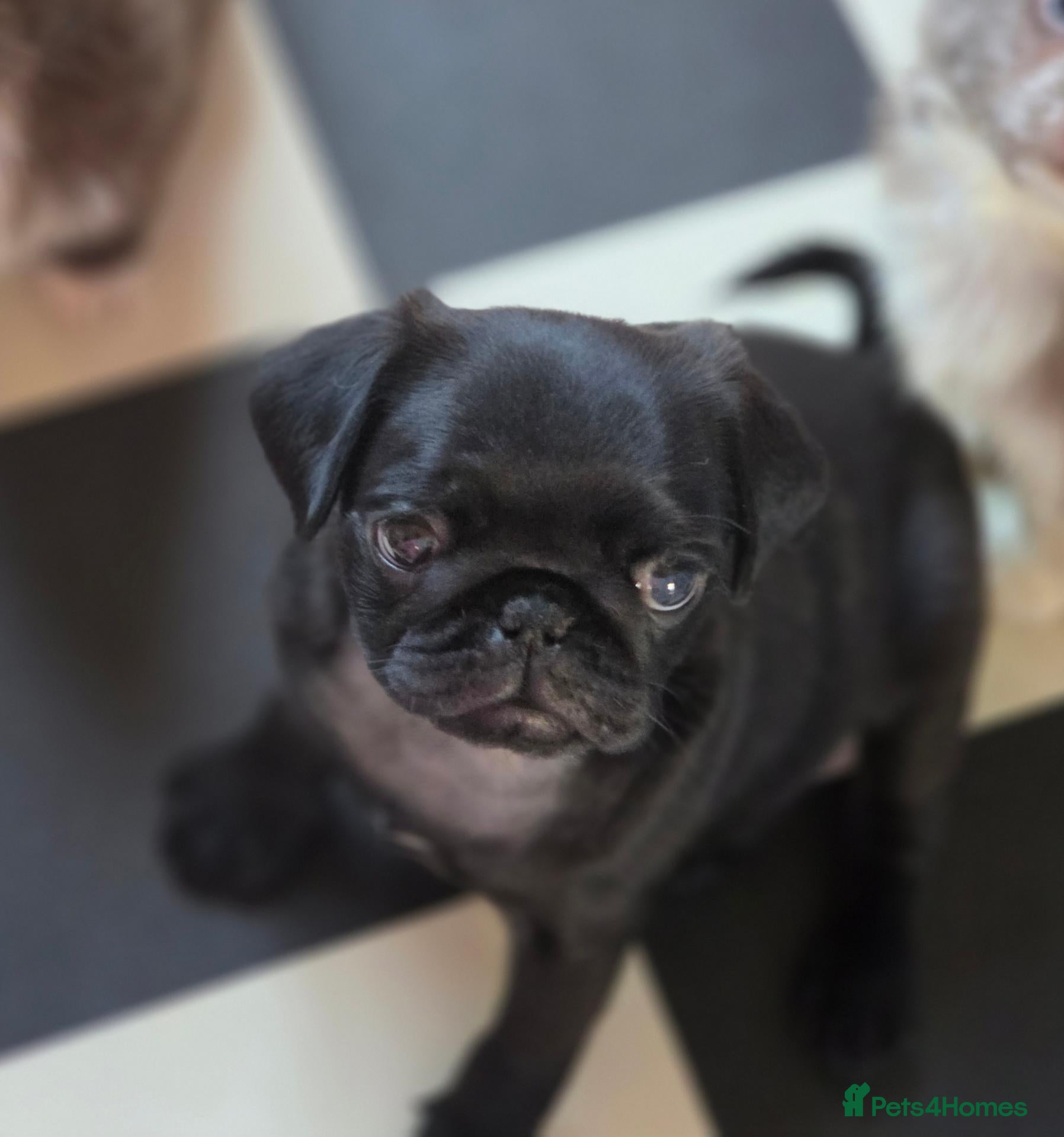 Pug dogs Kc male pug puppy from health tested parents - Advert 1