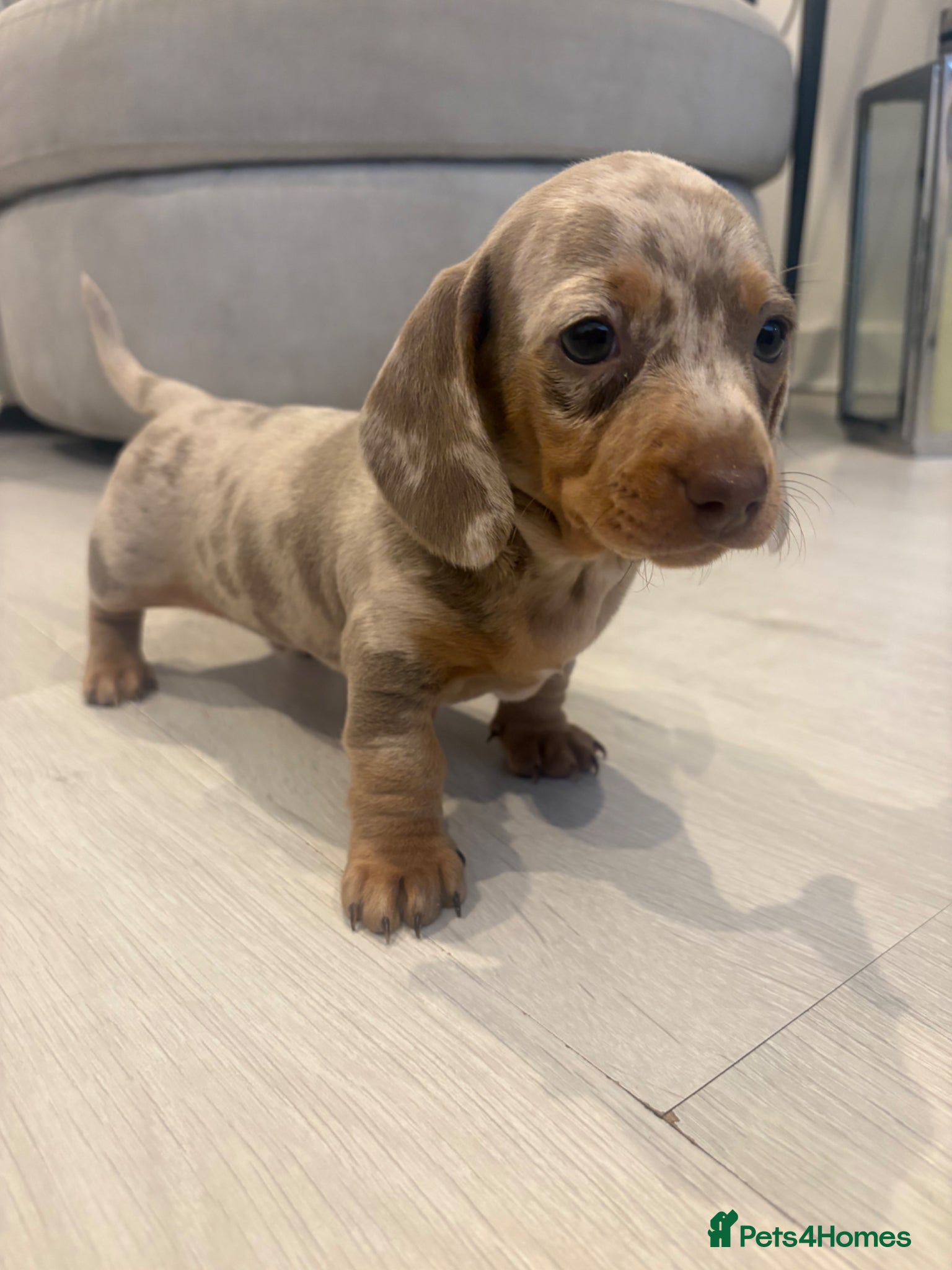 Dachshund dogs Dapple/lilac sausage dogs  - Advert 16