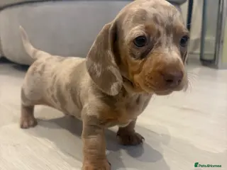 Dachshund dogs Dapple/lilac sausage dogs - Advert 16