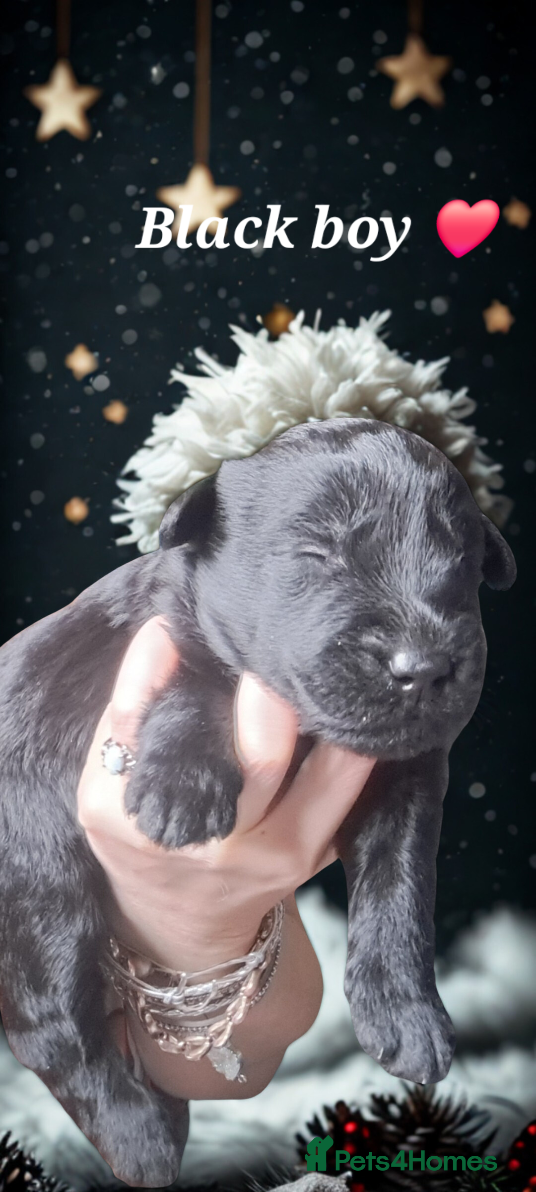 Mixed Breed dogs for sale: Malamute / Labrador pups  - Advert 5